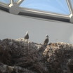Gray Gull